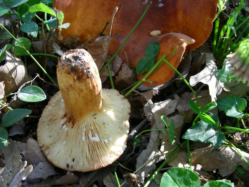 3) FOtografati il 16.06.2012. sotto Quercia